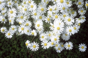 chamomile4.jpg