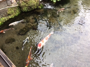 koi.jpg